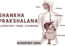Shankha Prakshalana Kriya: Meaning, Steps, Benefits, and Precautions