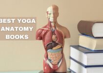 7 Best Yoga Anatomy Books for Beginners, Students, and Teachers