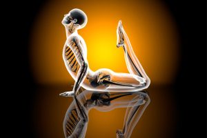 Muscle Awareness: The Key to Activating the Benefits of Yogasana Muscle Awareness: The Key to Activating the Benefits of Yogasana